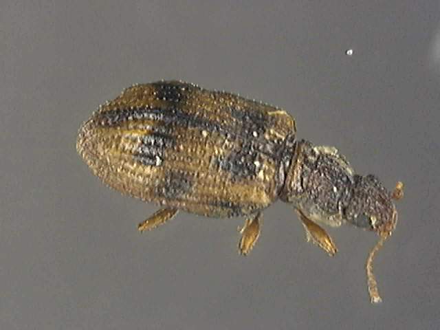 Cartodere bifasciata